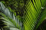 feuilles-de-palmiers-sous-lesl-tropiques-HD